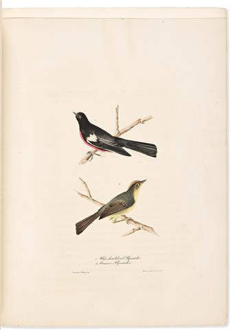 (BIRDS.) Jacob Post Giraud, Jr.; and Nathaniel Currier. A Description of Sixteen New Species of North American Birds,